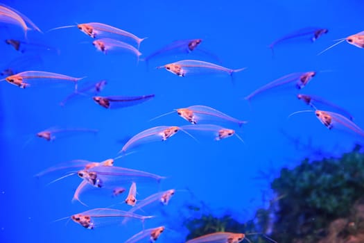 Glass catfish float on the background of coral in blue water. High quality photo
