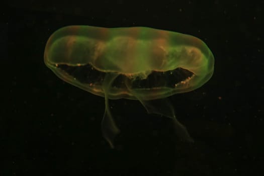 Yellow jellyfish floats on dark background. High quality photo