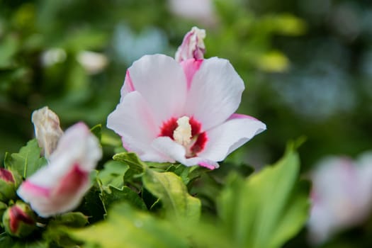 Hibiscus flowers grassy shrub close - up surrounded by green leaves. High quality photo