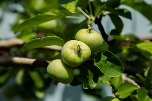 Green apples grow on a tree branch surrounded by foliage. High quality photo
