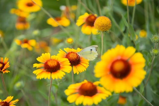 Yellow flowers of Gaillardia aristata with green leaves and stems. On the petals of the flower sits a white butterfly cabbage. The background is blurred. High quality photo