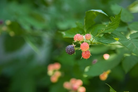 Ripe and green blackberries on a branch surrounded by green leaves. High quality photo