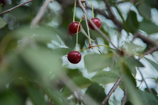 Red wild cherry berries on a tree surrounded by green leaves. High quality photo