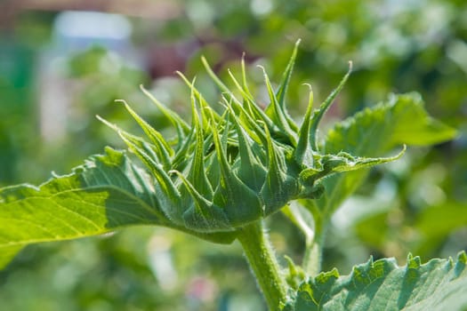 Unopened sunflower flowers surrounded by green leaves. High quality photo