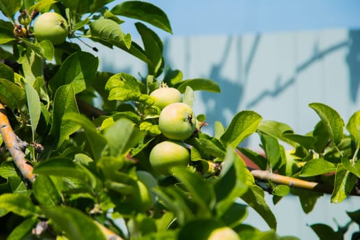 Green apples grow on a tree branch surrounded by foliage. High quality photo