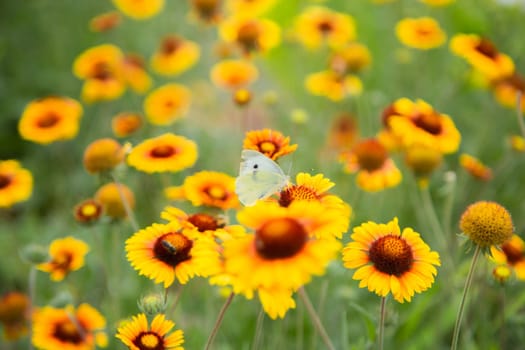 Yellow flowers of Gaillardia aristata with green leaves and stems. On the petals of the flower sits a white butterfly cabbage. The background is blurred. High quality photo