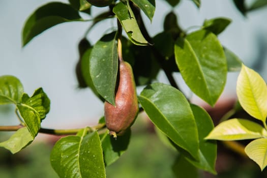 Green pear on a branch surrounded by green leaves. High quality photo