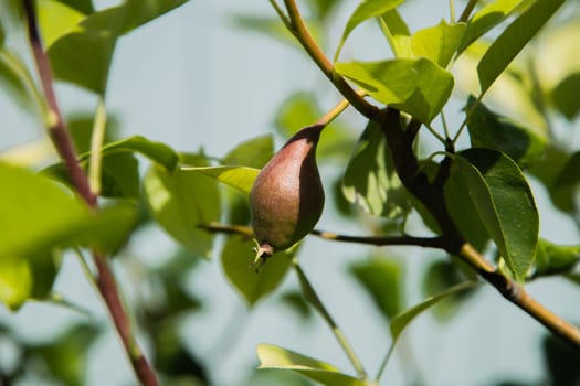 Green pear on a branch surrounded by green leaves. High quality photo