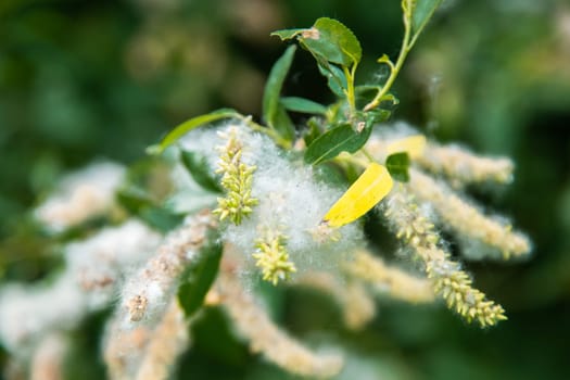 Willow branch with catkins and fluff, the background is blurred. High quality photo