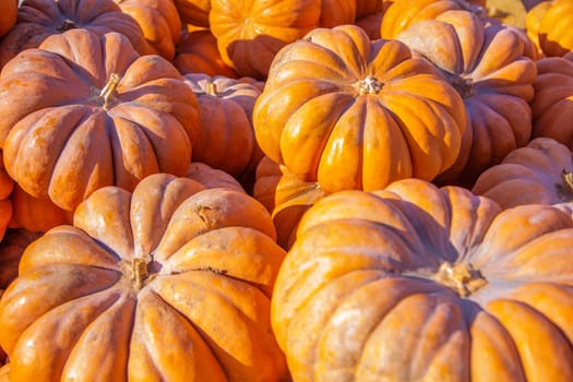 A lot of large orange pumpkins are lying all over the photo. . High quality photo