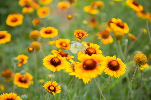 Yellow flowers of Gaillardia aristata with green leaves and stems. On the petals of the flower sits a white butterfly cabbage. The background is blurred. High quality photo