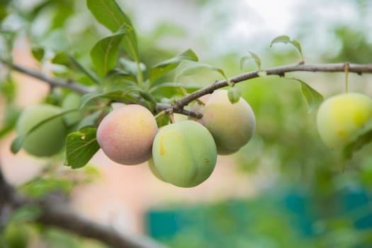 Green plum fruit on a branch surrounded by green leaves. High quality photo