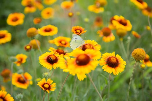 Yellow flowers of Gaillardia aristata with green leaves and stems. On the petals of the flower sits a white butterfly cabbage. The background is blurred. High quality photo