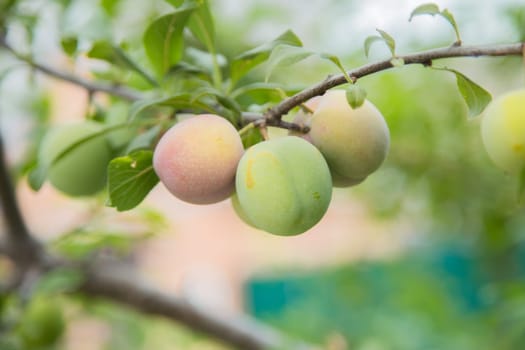Green plum fruit on a branch surrounded by green leaves. High quality photo