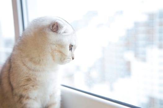 A light British cat with brown stripes is sitting on the windowsill and looking out of the window. . High quality photo
