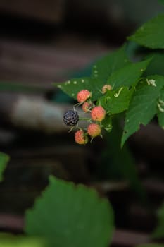 Ripe and green blackberries on a branch surrounded by green leaves. High quality photo