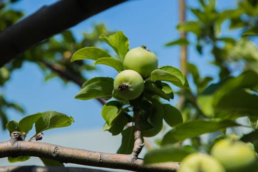 Green apples grow on a tree branch surrounded by foliage. High quality photo