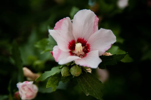 Hibiscus flowers grassy shrub close - up surrounded by green leaves. High quality photo