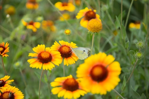 Yellow flowers of Gaillardia aristata with green leaves and stems. On the petals of the flower sits a white butterfly cabbage. The background is blurred. High quality photo