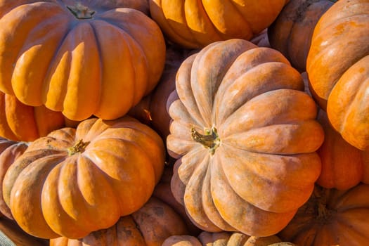 A lot of large orange pumpkins are lying all over the photo. . High quality photo