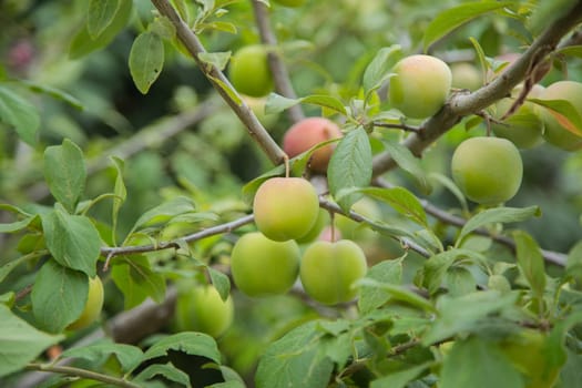 Green plum fruit on a branch surrounded by green leaves. High quality photo