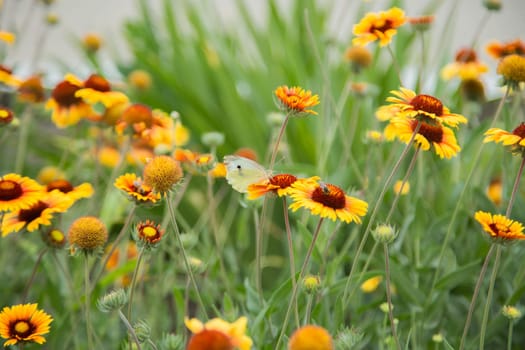 Yellow flowers of Gaillardia aristata with green leaves and stems. On the petals of the flower sits a white butterfly cabbage. The background is blurred. High quality photo