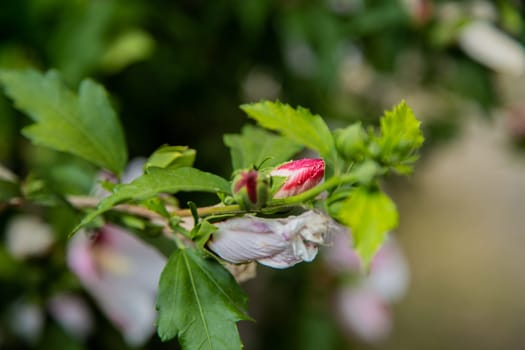 Hibiscus flowers grassy shrub close - up surrounded by green leaves. High quality photo
