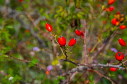 A branch with red rosehip berries on a blurry background. . High quality photo