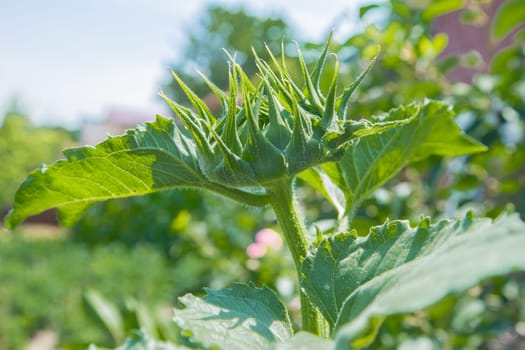 Unopened sunflower flowers surrounded by green leaves. High quality photo