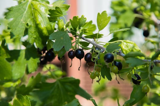 Ripe and green blackcurrant on a branch surrounded by leaves. High quality photo