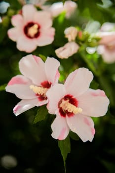 Hibiscus flowers grassy shrub close - up surrounded by green leaves. High quality photo