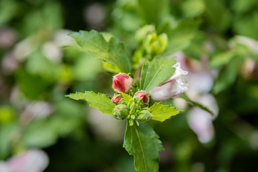 Hibiscus flowers grassy shrub close - up surrounded by green leaves. High quality photo