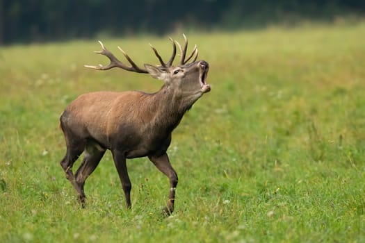 Red deer, cervus elaphus, stag in heat roaring on a green meadow with blurred background. Male animal wildlife with large antlers running and calling on a field from side view with open mouth.