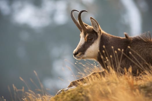 Tatra chamois, rupicapra rupicapra tatrica, lying in grass in autumn nature in close-up. Portrait of wild goat resting on hills in fall. Head of horned mammal looking on peak.