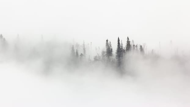 Mistery scenery of winter forest surrounded by morning mist. Woodland in white fog in wintertime condition. Landscape of trees in cold season.