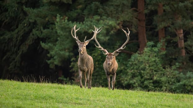 Two red deer, cervus elaphus, stags approaching on a green meadow in autumn from front view with copy space. Mammals with massive antlers walking forward on a green grass in nature.