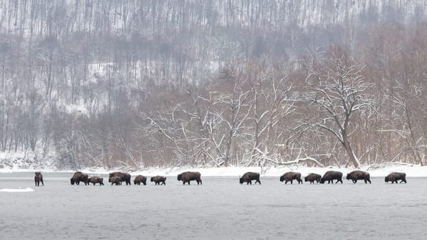 Herd of european bison, bison bonasus, crossing river in winter nature. Many wild bulls migrating through the frozen lake. Bunch of horned mammals walking on water with frost.