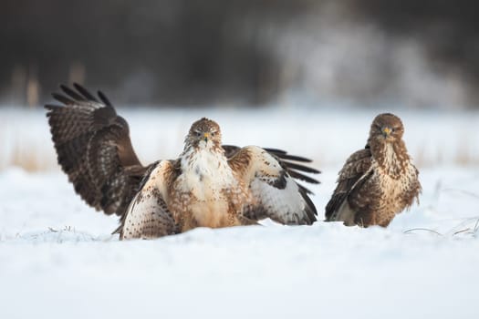 Three common buzzard, buteo buteo, standing on snow in winter nature. Group of birds of prey fluttering with wings on white field. Feathered predators looking to the camera on snowy glade.