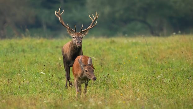 Rutting red deer, cervus elaphus, stag sniffing for a scents of a hing in heat. Pair of wild animals in mating season creating a pair. Hoofed mammals in nature from front view with copy space.