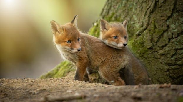 Two little red fox, vulpes vulpes, cuddling next to tree in sunlight. Siblings of baby mammals hugging near den in spring. Pair of young red predators observing in woodland.