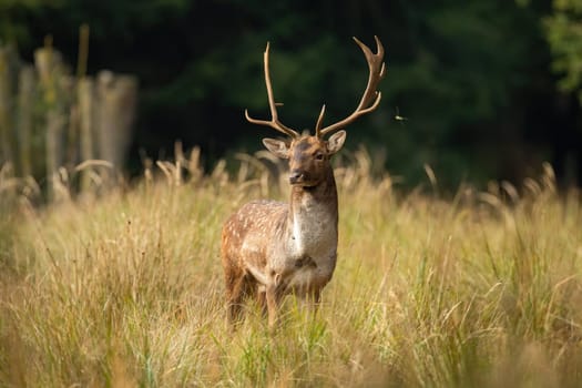 Fallow deer, dama dama, buck observing on meadow in springtime nature. Stag with massive antlers standing in long grass. Spotted mammal watching on dry field.