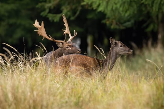 Two fallow deer, dama dama, mating in long grass in autumn nature. Pair of spotted mammals pairing on field in rutting season. Stag and hind courting on yellow meadow.