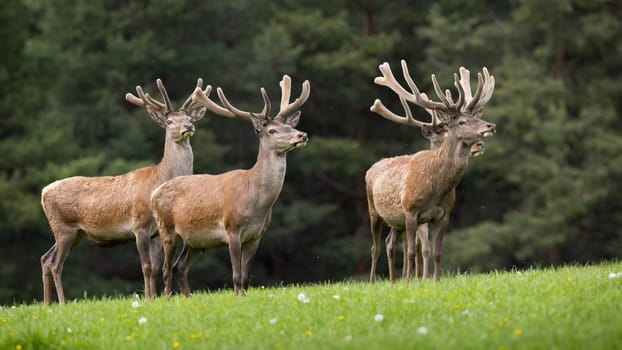 Group of red deer, cervus elaphus, standing on grassland in springtime. Herd of stag with velvet antlers looking on field. Many mammals observing on meadow.