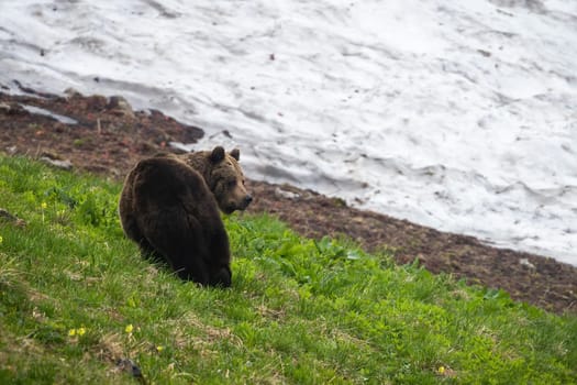 Brown bear, ursus arctos, observing on grassland in springtime nature. Large mammal standing on hill with snow melting, in spring. Big wild creature watching on meadow.