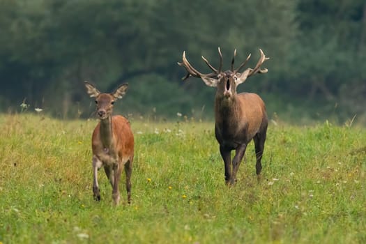 Couple red deer, cervus elaphus, approaching on meadow in mating season. Stag roaring and following a hind in wildflowers in autumn nature.
