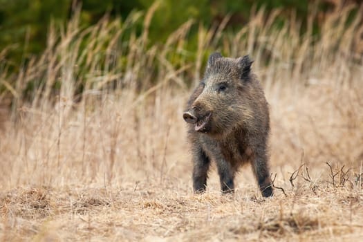 Wild boar, sus scrofa, observing on field in springtime nature. Dark snout standing in log stalks in spring. Swine looking with open mouth in wheat.