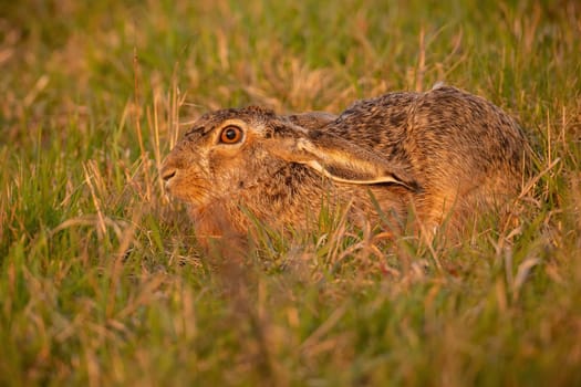 Brown hare, lepus europaeus, hiding in grass in summer evening light. Long-eared mammal lying on field in golden hour. Herbivore rabbit looking on meadow.