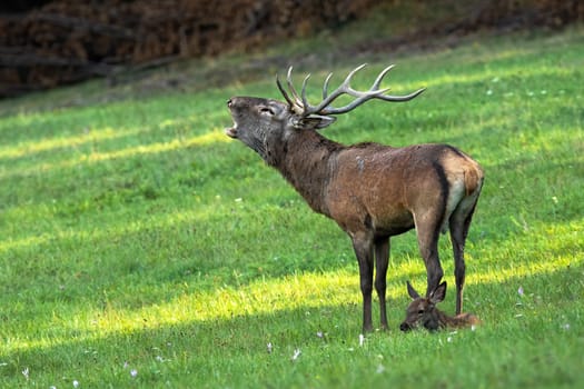 Red deer, cervus elaphus, with cub roaring on meadow in autumn rutting season. Stag with resting baby animal calling on grassland. Antlered mammal standing territorial on field.