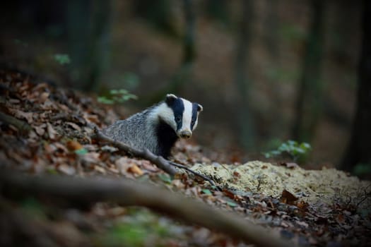 european badger, meles meles, peeking from hole in forest in summer. Black and white mammal looking in woodland. Striped animal staring in den.