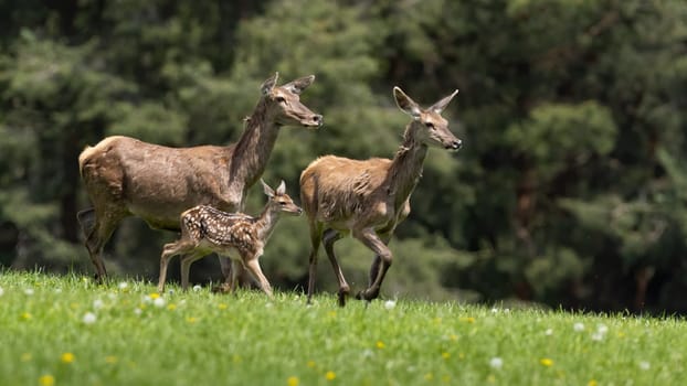 Group of red deer, cervus elaphus, running on green field in spring. Two hinds with cub in dynamic motion on meadow. Mothers with young spotted animal sprinting on glade.